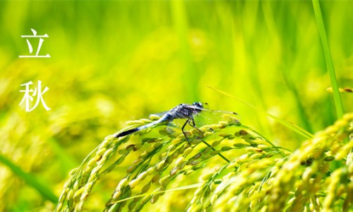 立秋换季 | 清爽告别夏日 与初秋温柔邂逅